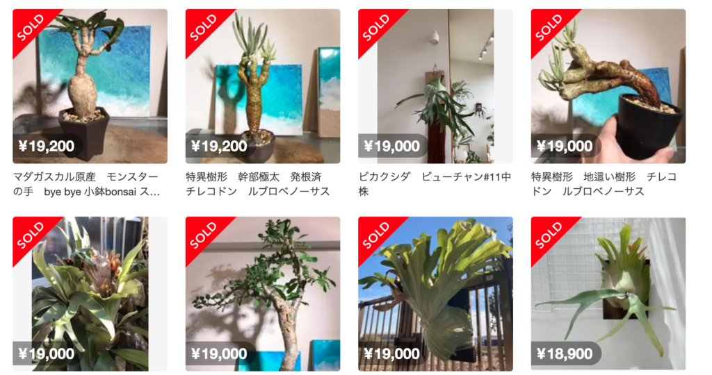 メルカリで高く売れる植物まとめ【2022年】 – WOM